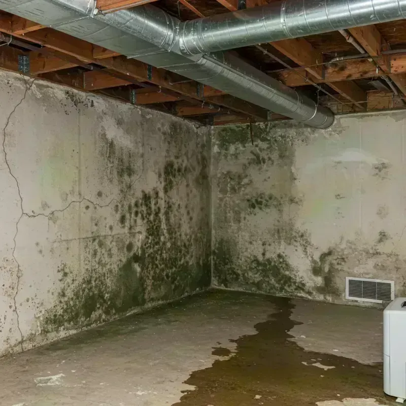 Professional Mold Removal in Fort Benton, MT